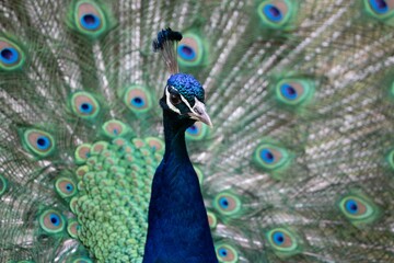 Fototapeta premium Vibrant peacock proudly flaunting its feathers in its zoo enclosure