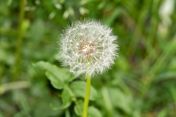 Close-up shot of a dandelion flower in a lush green meadow
