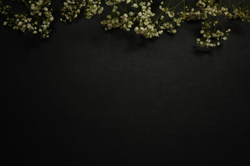 Dried baby breath flowers on black background. Flat lay, top view with copy space