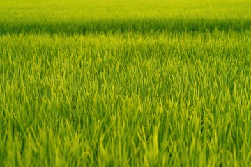 High angle closeup of Paddy rice growing in the field.