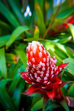 Closeup of Guzmania conifera growing in a green garden