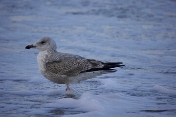 Seagull standing on the foamy shoreline