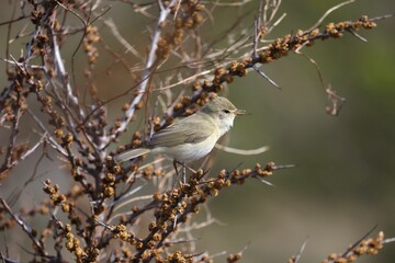Small Sykes's warbler bird perched on a branch of a tree