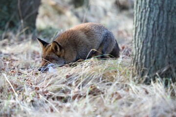 Close-up of a Japanese Red fox in the forest