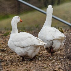 Two Emden geese walking in a farmyard.