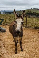 Brown donkey stands in a dirt field, with its gaze directed towards the camera.
