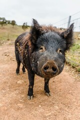 Black domestic pig with a dirty snout looking at the camera.