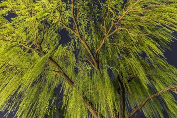 Beautiful willow tree with its vibrant green foliage on the hanging branches.