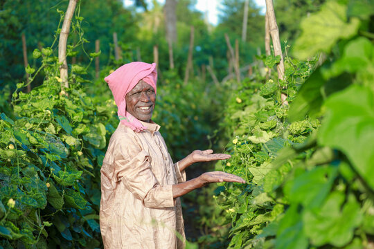 Indian farming, farmer holding bottle gourd, vegetable fresh , happy farmer