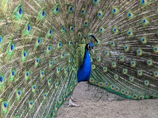Obraz premium Vibrant peacock with opened feathers