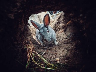 Rabbit in a shallow burrow in the ground - obrazy, fototapety, plakaty