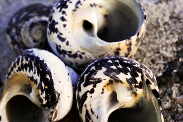 Seashells lying on a sandy beach, illuminated by natural sunlight