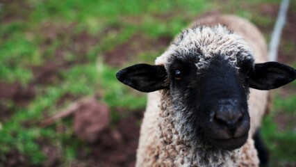 Black and white sheep looking towards the camera with a reflective expression