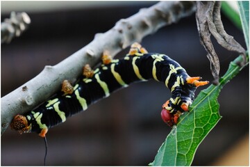 Vibrant caterpillar crawling on the tree branch with green leaves