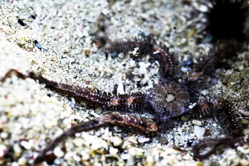 Close-up shot of a sea bottom featuring serpent stars