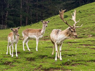 Group of deer grazing on a green meadow against a forest