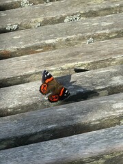 Vibrant New Zealand red admiral butterfly relaxing on a weathered piece of wood