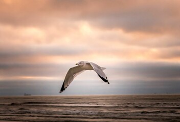 Seagull soaring in the sky against a backdrop of a vibrant sunset over the horizon of the ocean