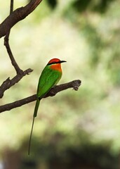 Bohm's bee-eater bird perched on a tree branch.