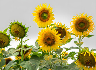 Fototapeta premium Sonnenblumen: Ein Symbol für Freude und Glück