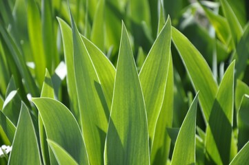 Closeup of a lush green leaves of a plant in sunlight