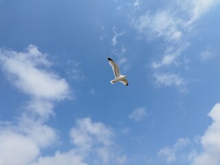 seagull in flight