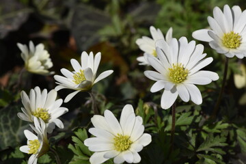 Obraz premium Beautiful view of the anemone sylvestris flowers in a garden