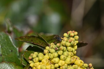 Closeup of a bee on yellow flowers in a field with a blurry background