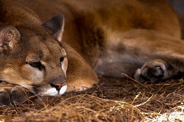 Naklejka premium A closeup shot of a beautiful brown panther laying on a bed of hay