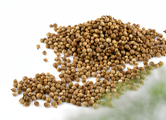 "Frischer Koriander: Blätter und Samen"