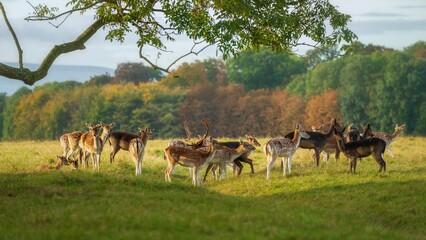 Naklejka na ściany i meble Herd of deer grazing in a lush green meadow in the countryside