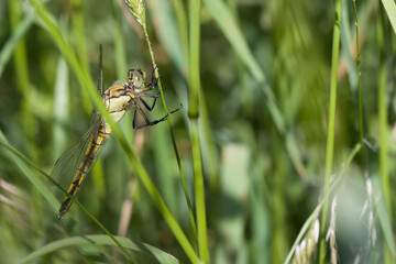 Großer Blaupfeil (w)