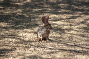 Desert cottontail rabbit in Arizona.