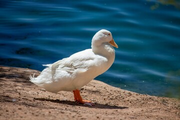 Closeup of an American pekin standing on the shore of the lake under the sunlight