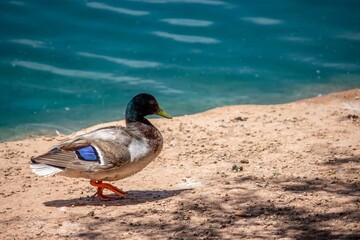 Closeup of a male mallard walking on the shore of the lake under the sunlight
