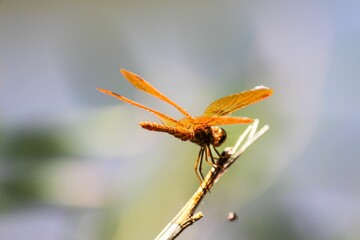 Shallow focus shot of a Mexican amber-wing dragonfly sitting on a dry twig with blur background