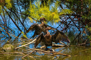 Couple of Pygmy cormorants by the lake in Arizona, AZ, USA