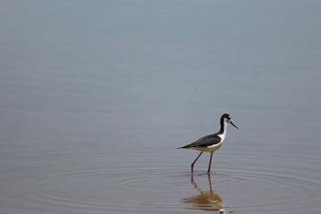Beautiful shot of a black-necked stilt bird wading in a pond in Arizona