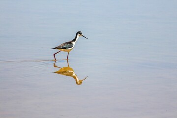 Black-necked stilt wandering on the calm lakeshore in Arizona, USA
