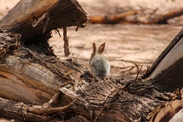 Rear shot of a cottontail rabbit sitting on a fallen big tree trunk with blur background