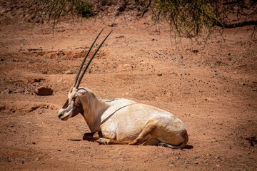 African Oryx antelope enjoying the bright sunlight while laying on the dirt ground