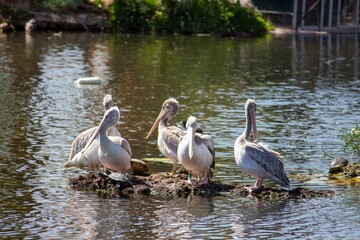 Small squadron of great white pelicans standing on a small rocky islet in the lake on a sunny day