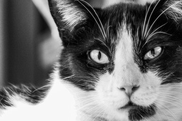 Grayscale closeup of an adorable fluffy cat resting at home