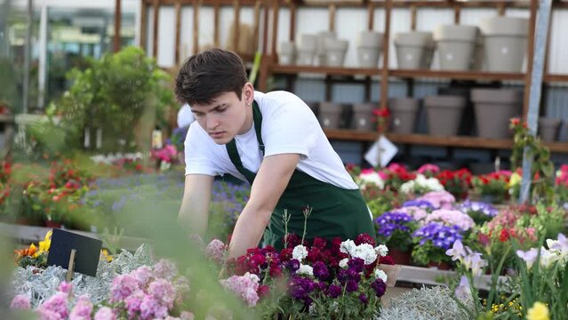 Focused young florist working in greenhouse, inspecting bright colorful flowers of potted Matthiola incana. High quality 4k footage