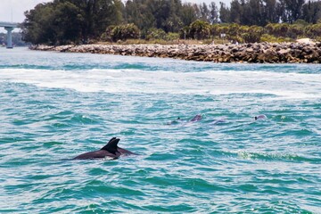 Obraz premium Group of playful dolphins swimming in an azure ocean, surrounded by a variety of aquatic wildlife