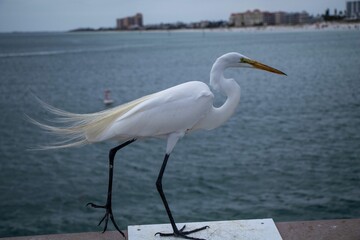 Great egret perched atop a stone pillar with the sea in the background
