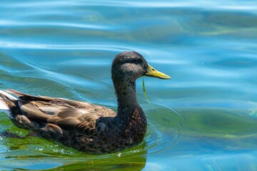 Closeup of a mallard swimming on a pond in the daylight