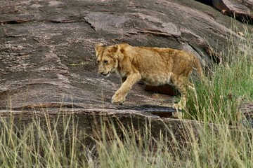 Fototapeta na wymiar Small lone lion walking on top of a large rock