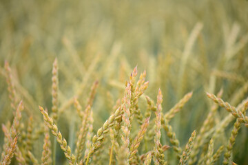 Close up view on Wheat field in countryside early in the morning