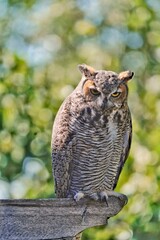 Vertical shot of a South American great horned owl perched on wood in a zoo